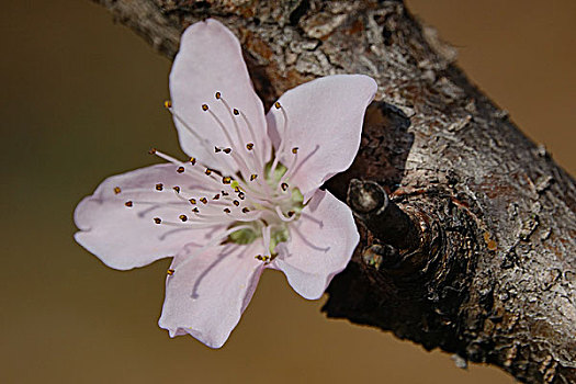bắc hôm nay