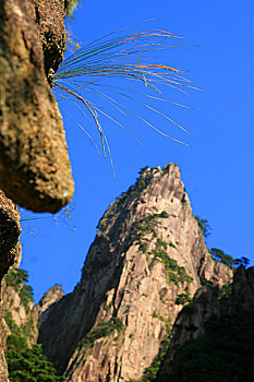 bạch thủ đề